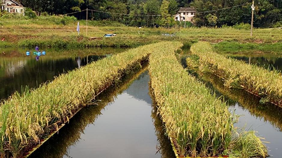 种稻养鱼高产技术,水上种稻水下能养鱼吗