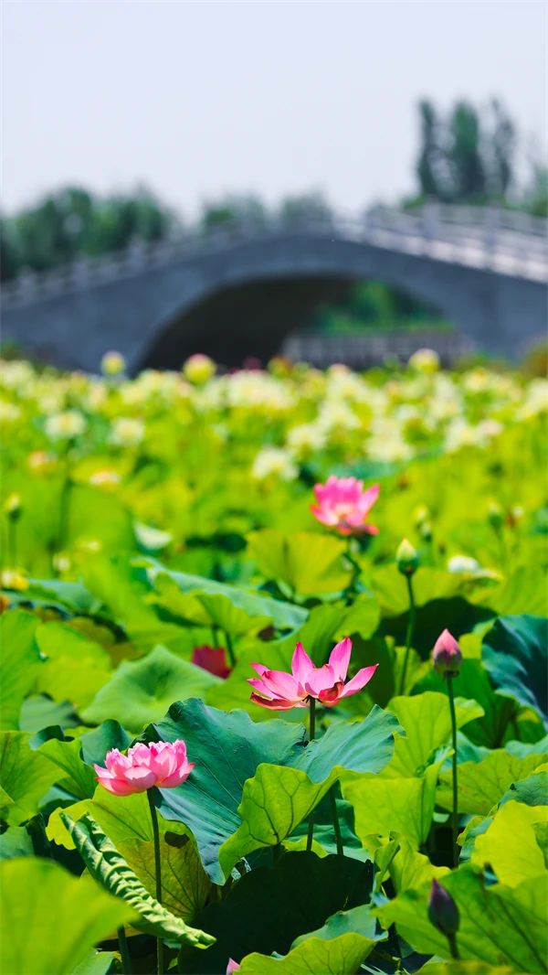郑州赏荷,郑州赏荷最佳路线图