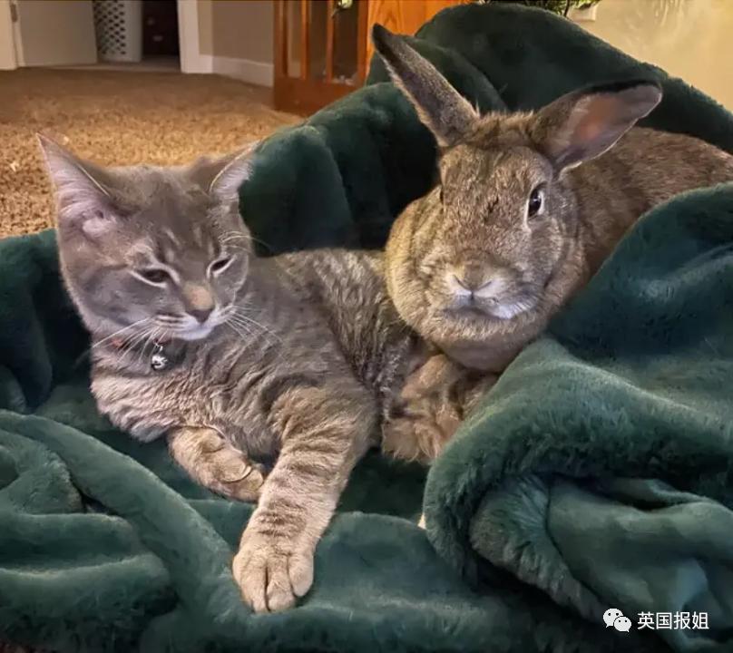 你知道世界上最大的兔子有多大吗,世界上最大的兔子吉尼斯纪录