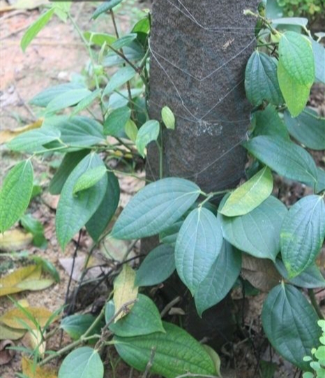 胡椒是属于什么香料,胡椒是什么样的颗粒