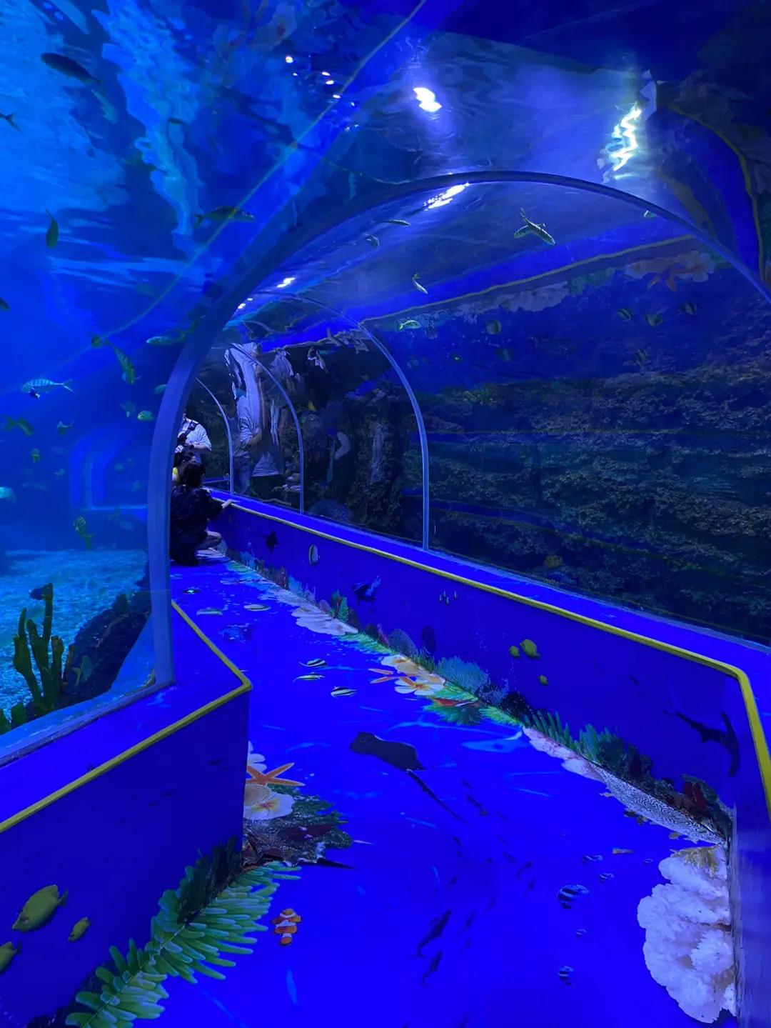 深圳海洋世界在哪,深圳海洋世界攻略