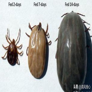 *光脱**犹太人女人衣服，集体*杀屠**，老照片再现变态的纳粹德国！