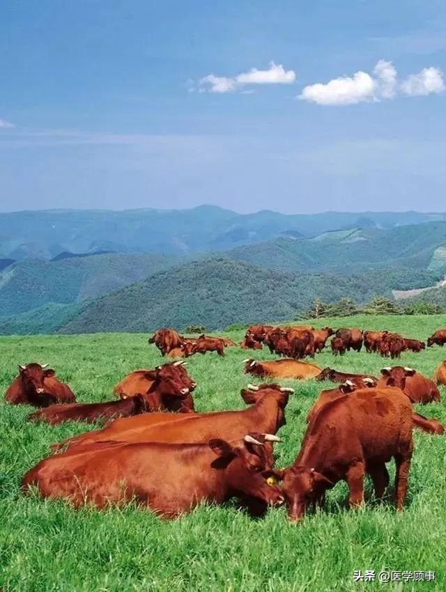 世界高端牛肉品牌,世界牛肉品牌排行榜前十名
