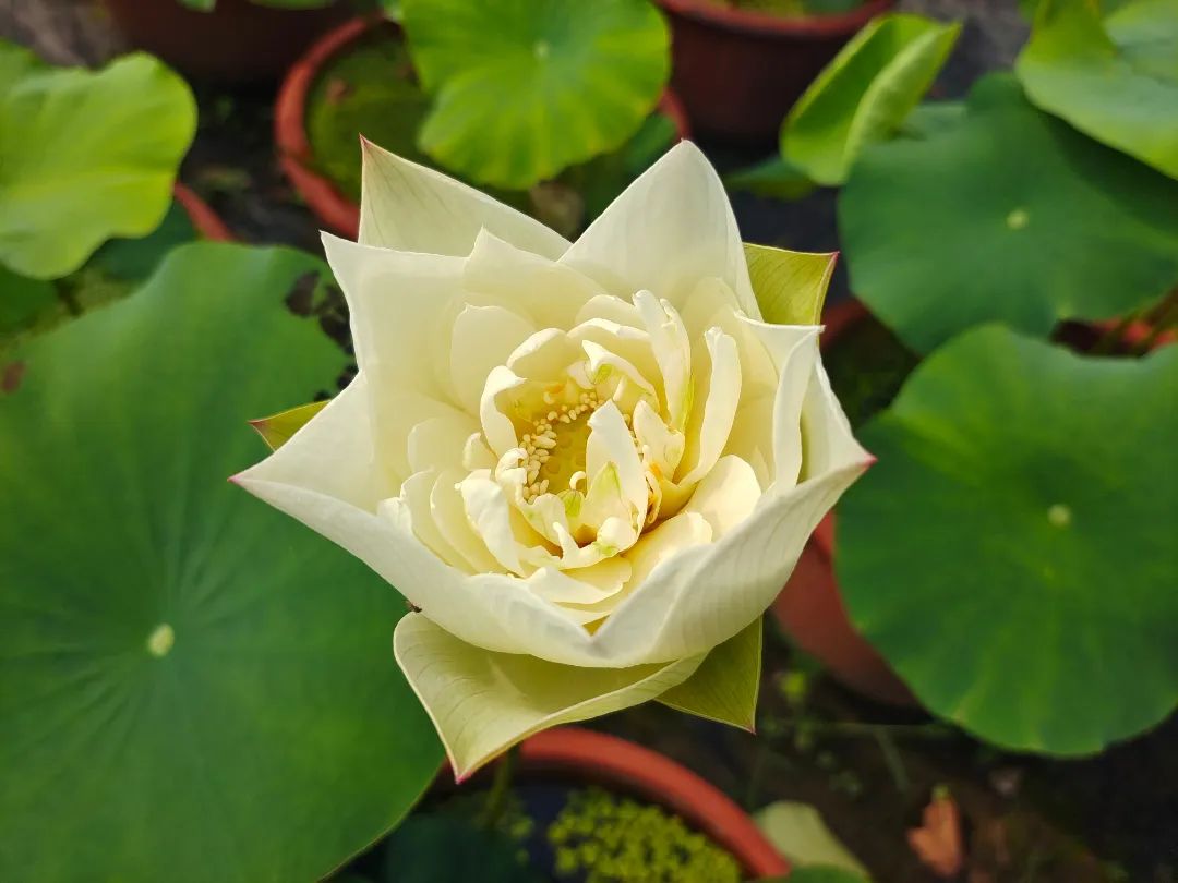 绝美的荷花品种大全图集,超好看荷花品种大型荷花