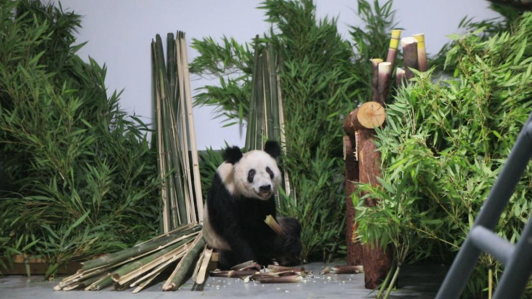 北京动物园有大熊猫丫丫吗,大熊猫丫丫送到动物园的视频