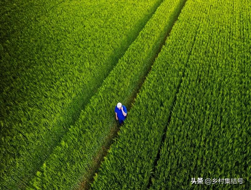 涓归害鐨囧閽荤煶鐨囧啝,涓归害鐨囧啝s绯诲垪