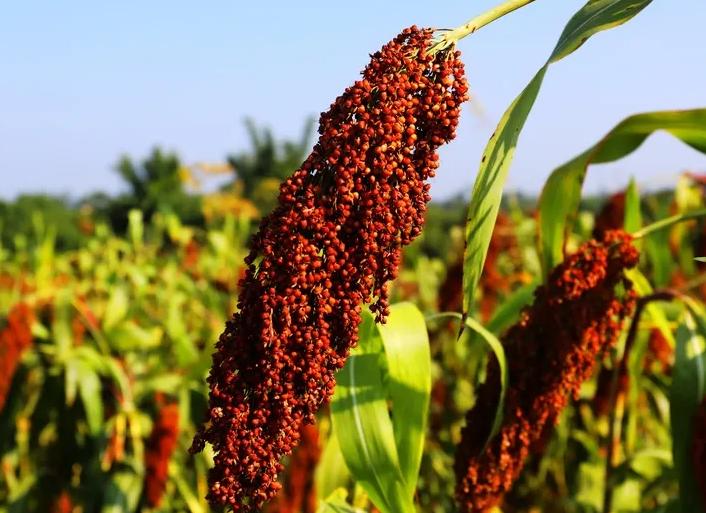 梦之蓝为什么那么难喝,梦之蓝招待客人低端吗