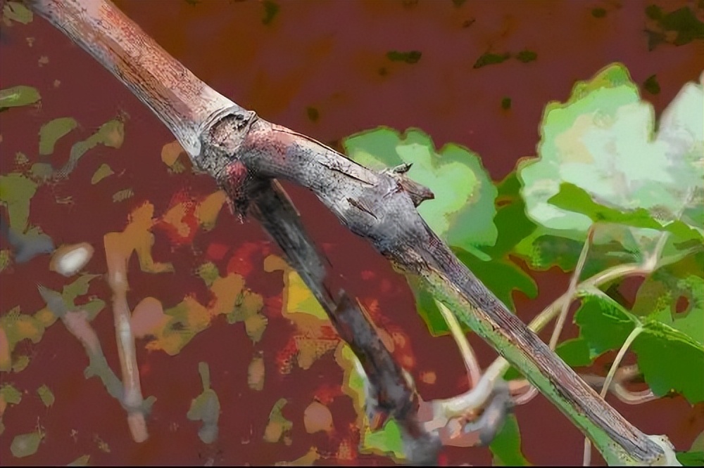 阳光玫瑰葡萄溃疡病怎么治,葡萄溃疡病是真菌还是细菌病害