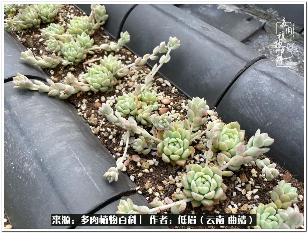 养了七年多肉,养了八年的肉肉终于开花了