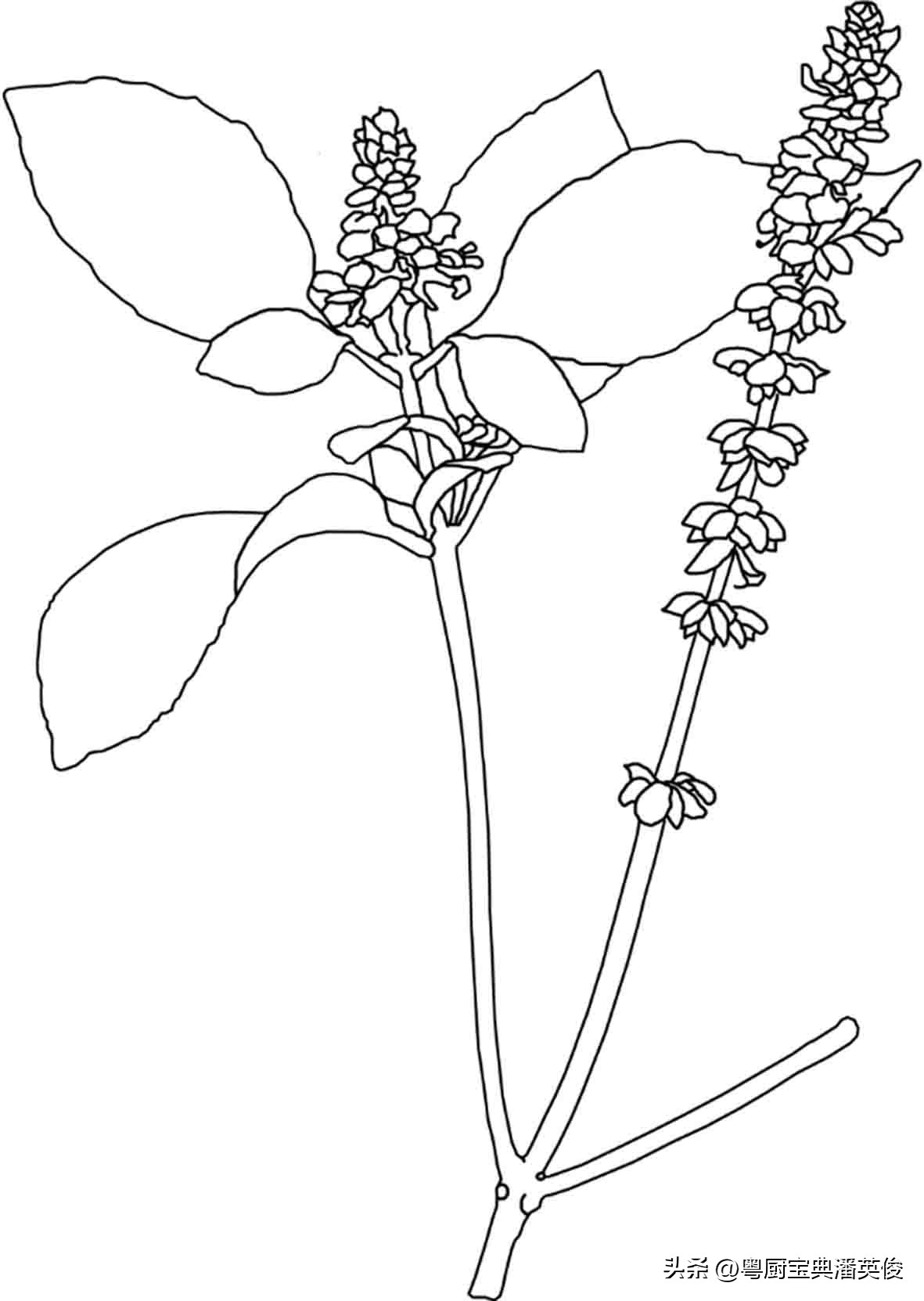 九层塔金不换罗勒是一个品种吗,潮汕地区的金不换是哪一种罗勒