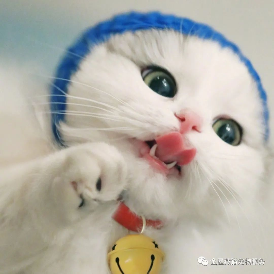 新手养猫总结的一些接地气的经验,不懂猫的建议养猫吗