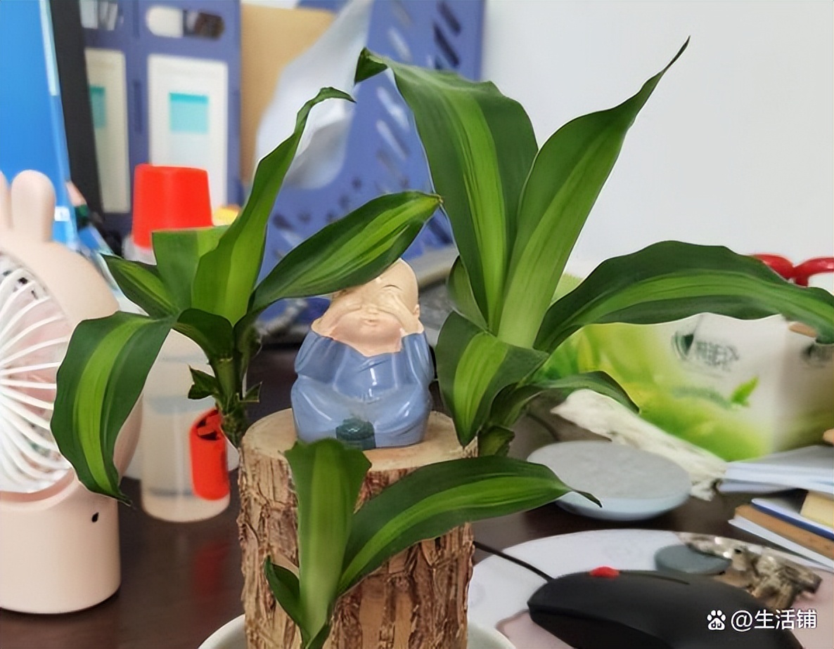 巴西木养殖方法与注意事项,巴西木秋季的养殖方法和注意事项