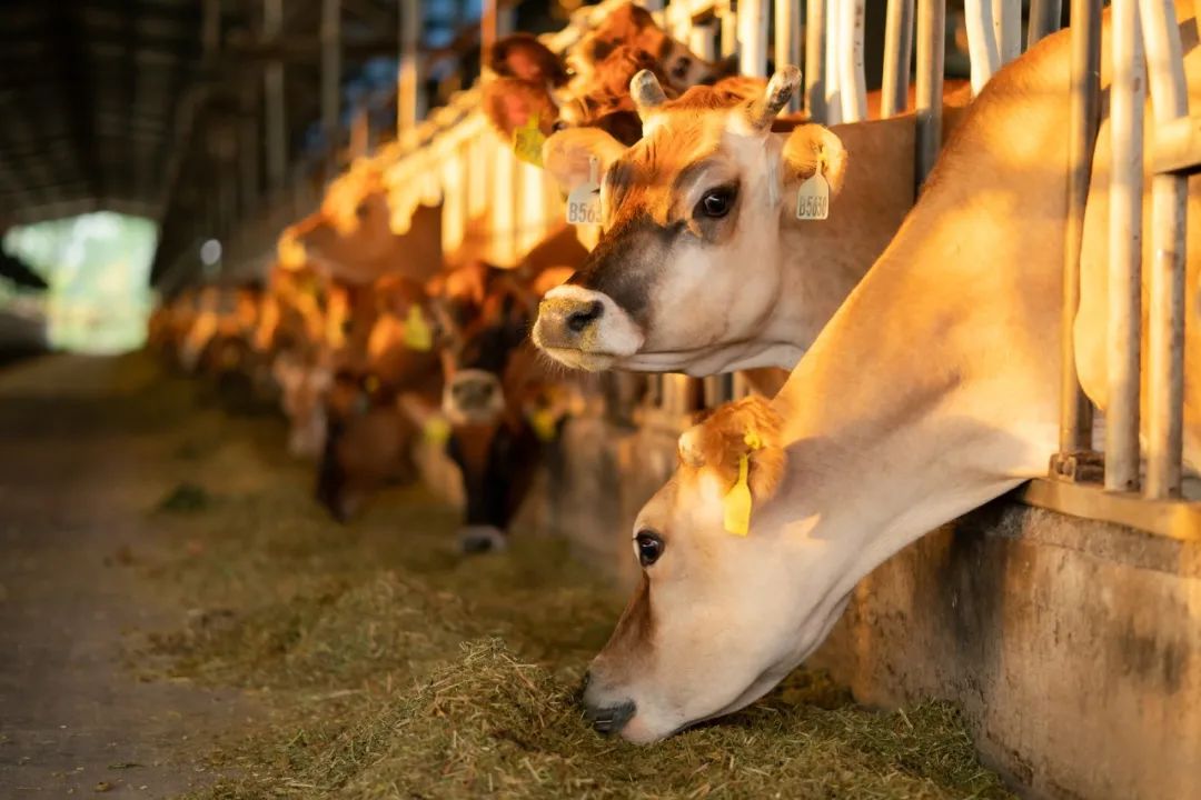 春天每个孩子都该补钙吗,春天补钙最好时机