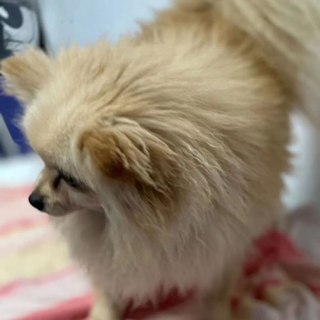 「宠物领养FreeAdopt」萌宠新生大聚会~哪位宝贝是你的最爱？