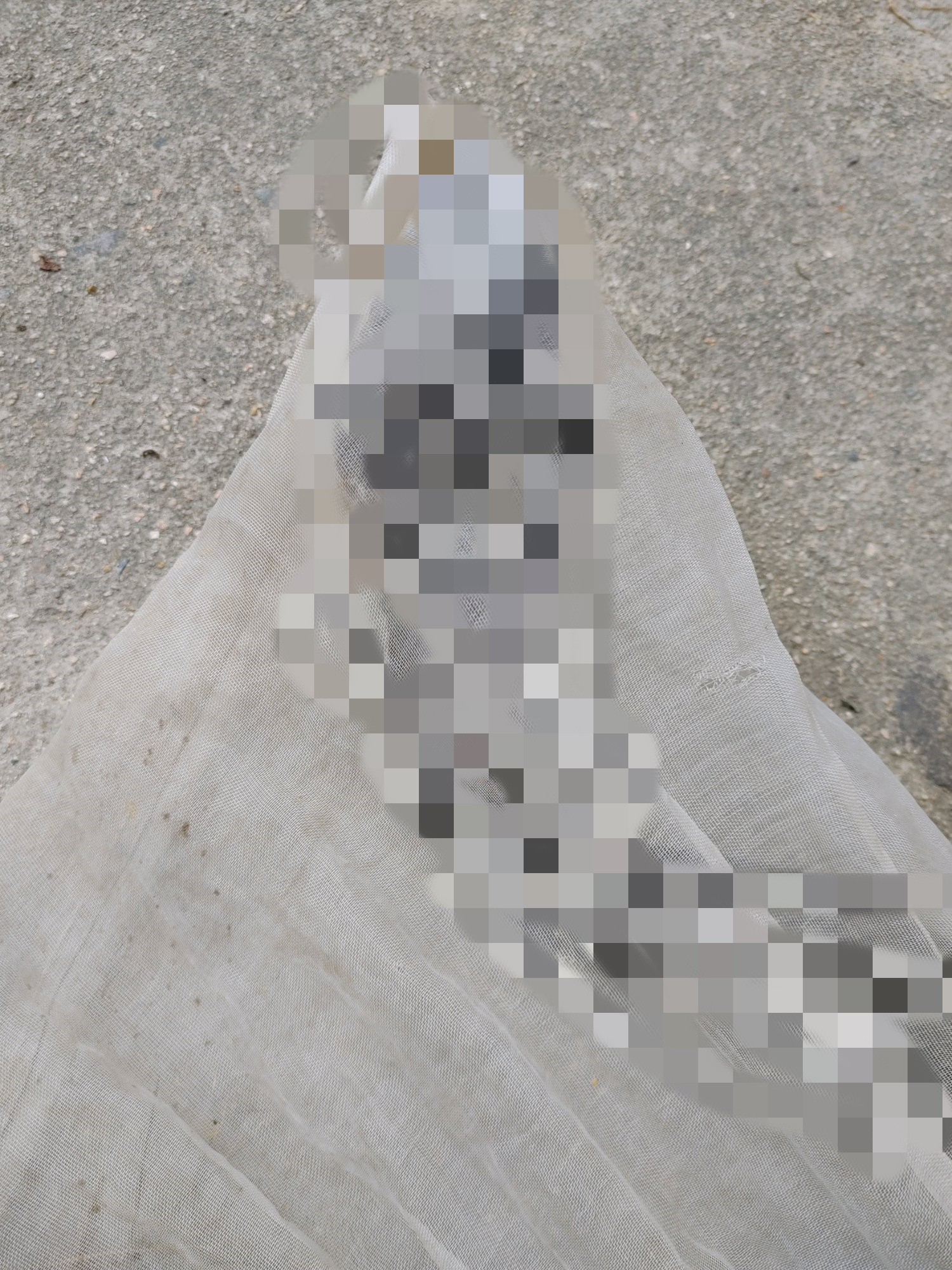 眼镜王蛇为什么不怕雄黄,眼镜王蛇为什么怕雄黄