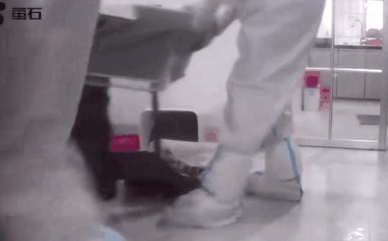 疫情宠物被无害化处理怎么办,无害化处理宠物狗