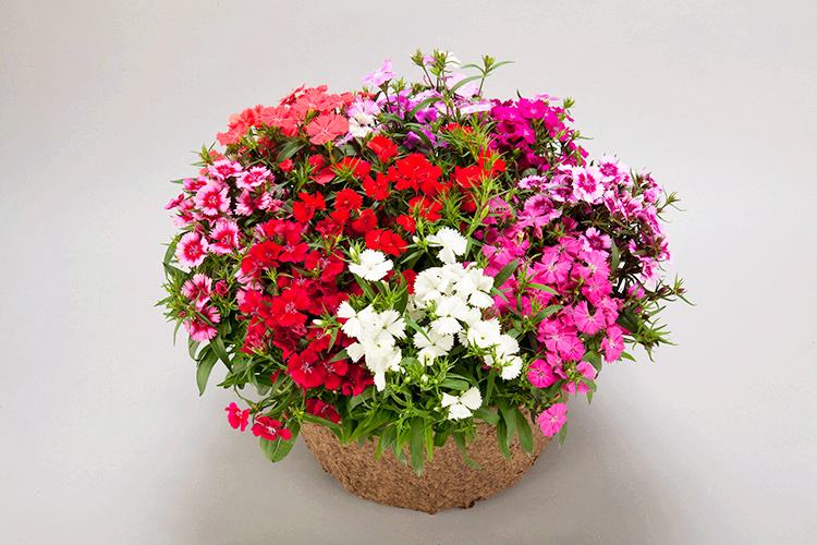 芒种时开得最好的花,芒种对应的花