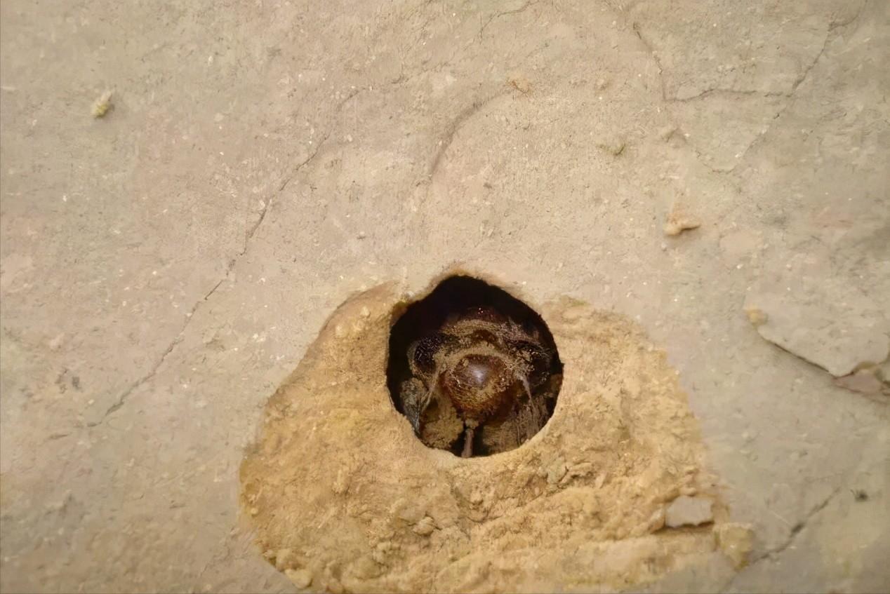 在美国知了猴泛滥,中国人在美国吃知了猴