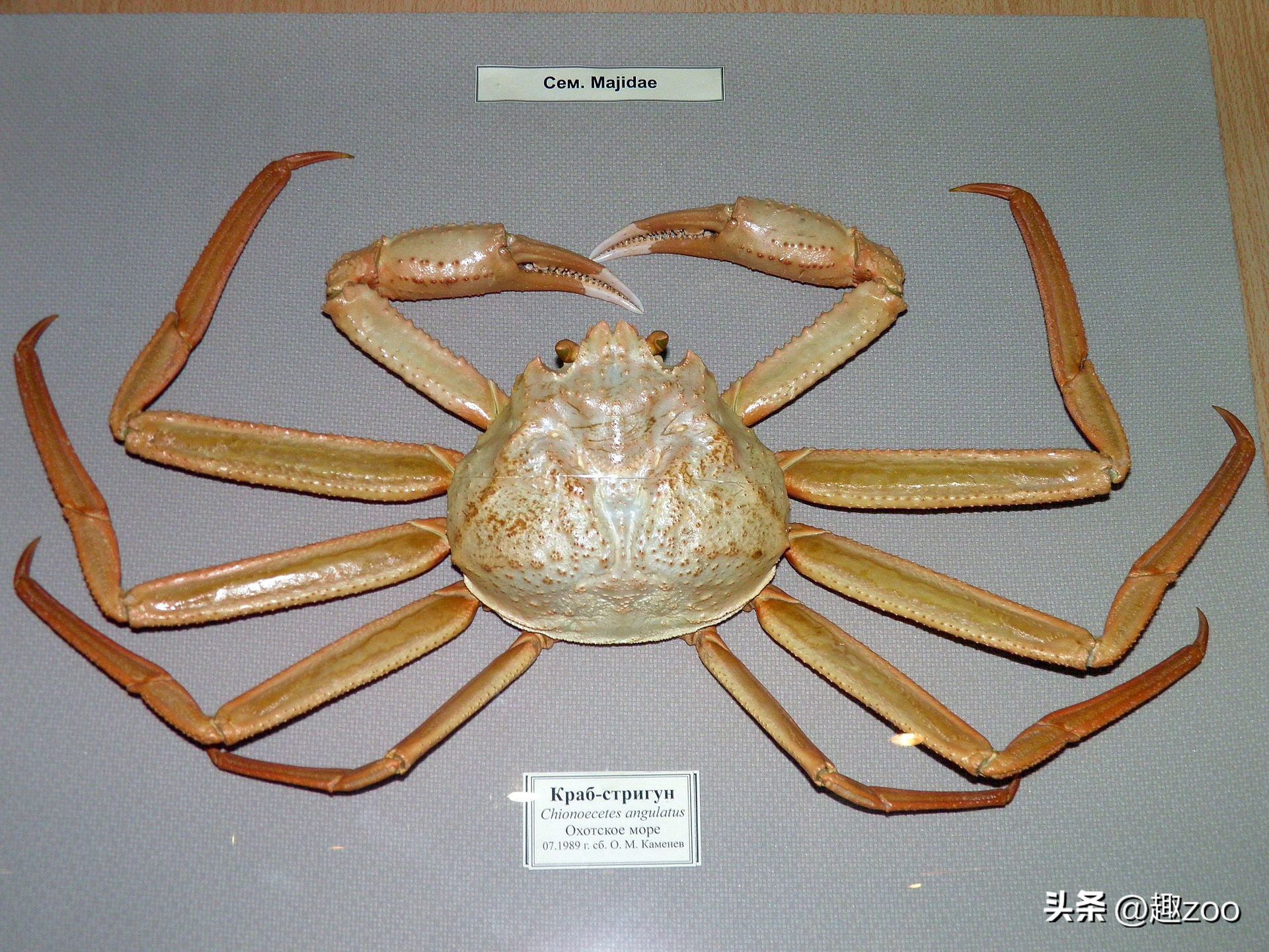 螃蟹都有什么品种哪种最大最好吃,螃蟹的种类有哪些哪种螃蟹最好