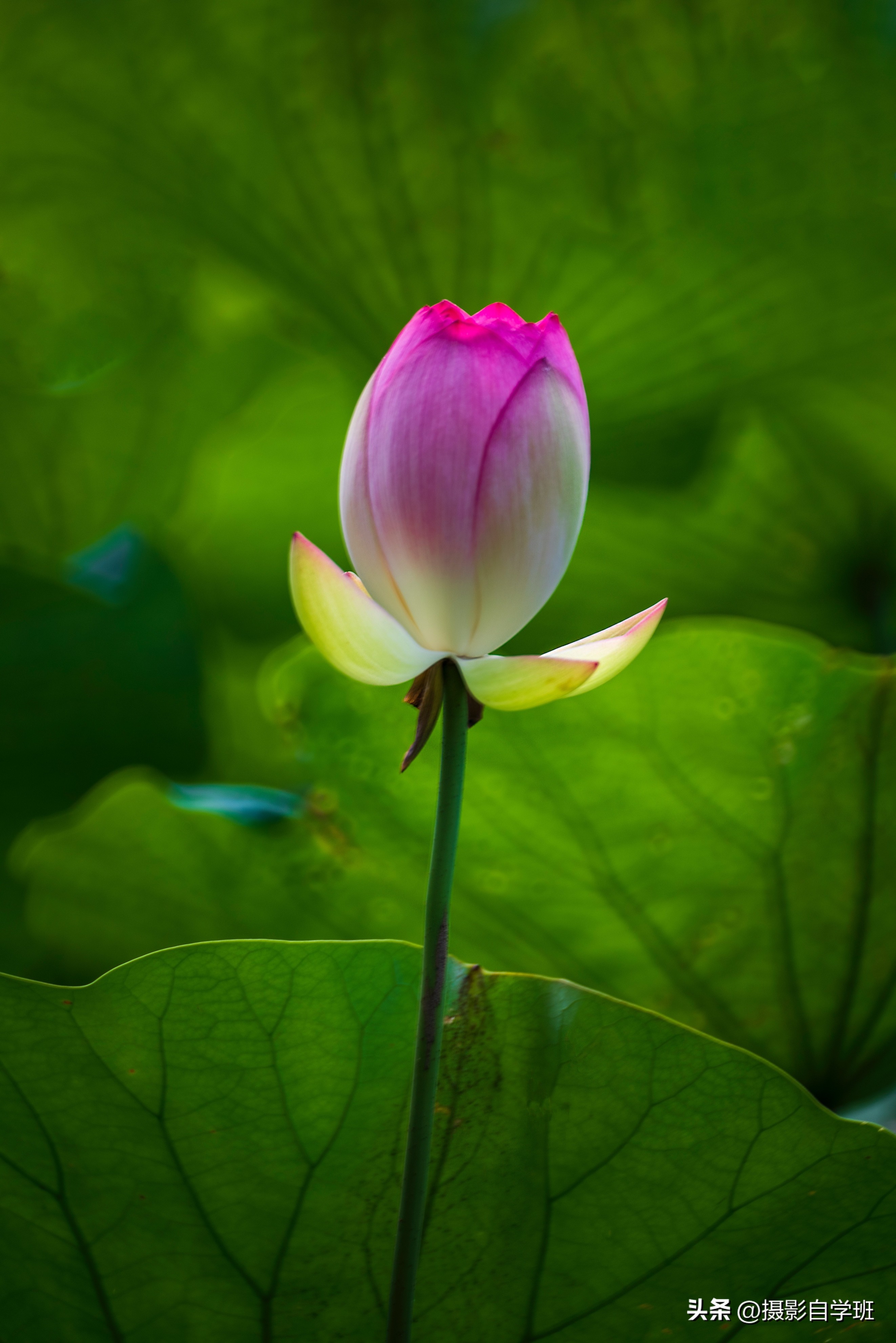 5个荷花摄影技巧,新手看得会拍得出来,学起来吧