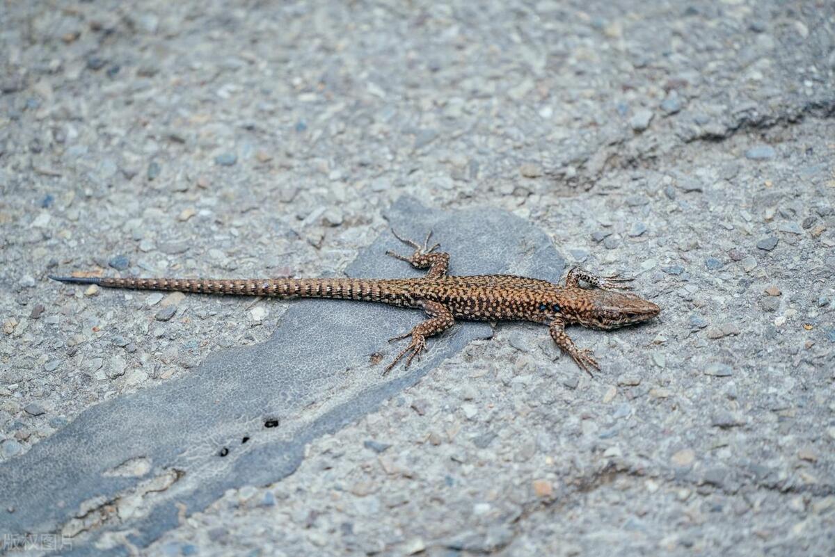 屋内发现四脚蛇怎么办,家里出现四脚蛇是怎么回事