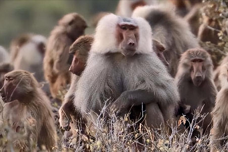 世界上最凶猛的猴子是什么样子,世界上最可怕的十种猴子排行榜
