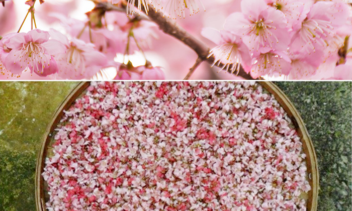 百花盛开教程,春天酿百花酒配方