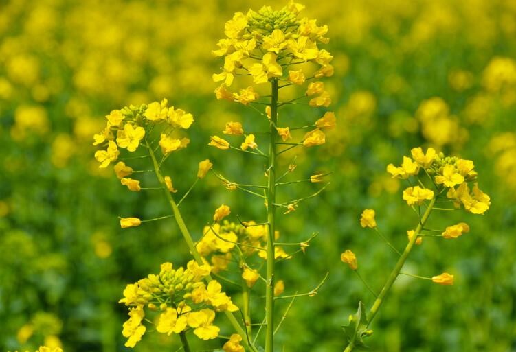 食用油挑花眼怎么办,食用油应该怎样选