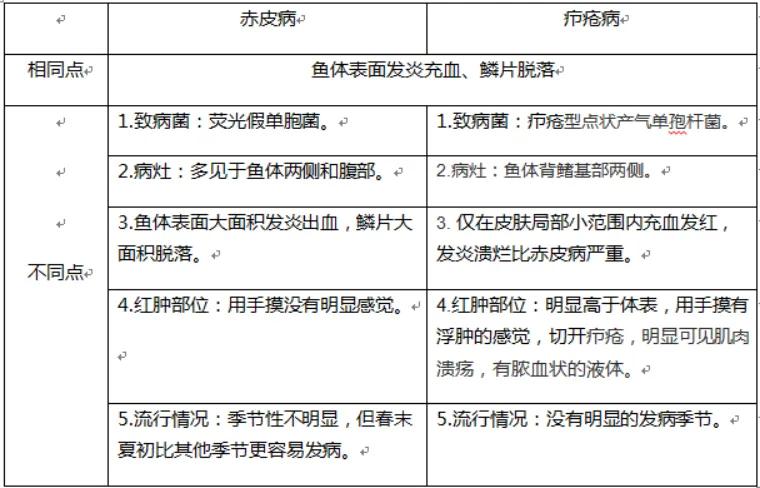 鱼类赤皮病的治疗方法,观赏鱼赤皮病症状图片