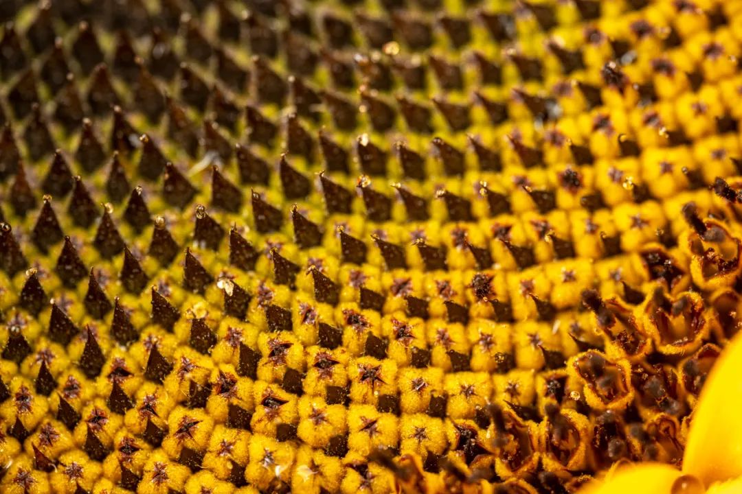 老蛙100mmf2.8微距的使用方法,老蛙100mm微距镜头实用测评