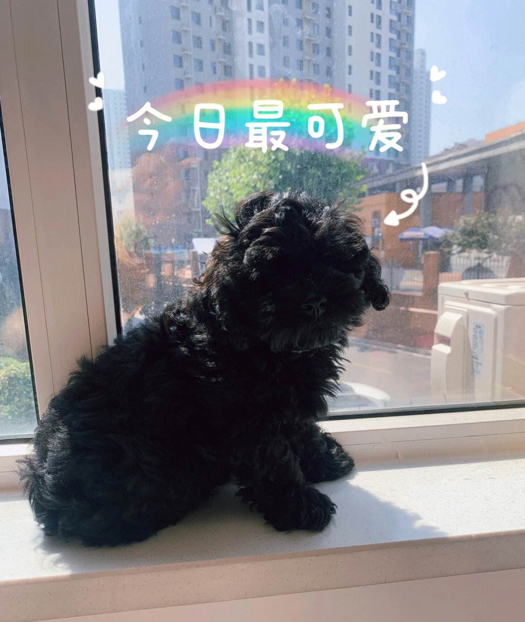 泰迪不建议养的原因,泰迪皮肤有黑色斑点什么原因