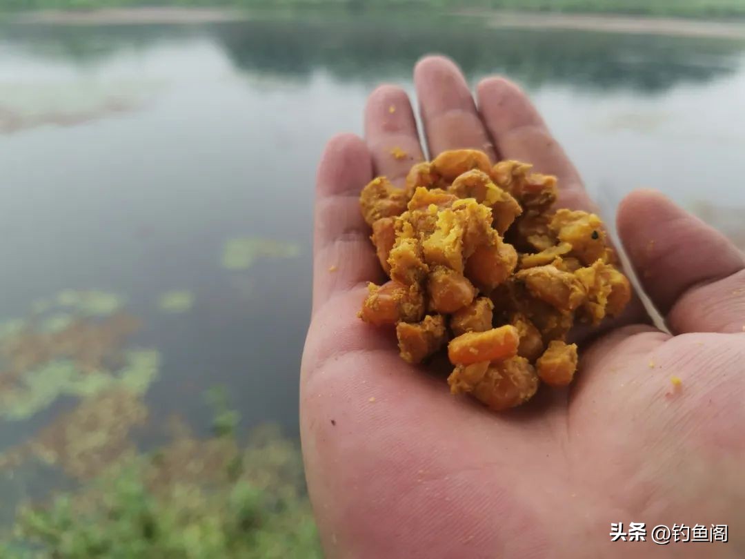 老坛五谷杂粮玉米钓鲤鱼效果如何,冬天用麝香玉米钓鲤鱼效果怎么样