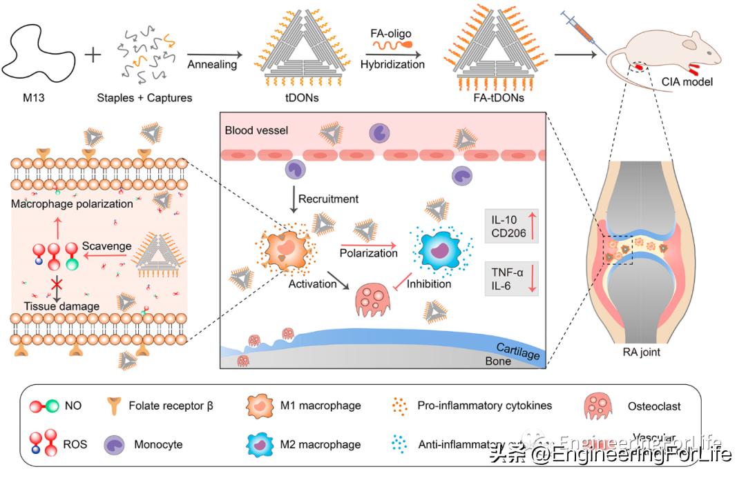 DNA也能清除炎症？类风湿性关节炎中的DNA折纸结构的靶向递送策略