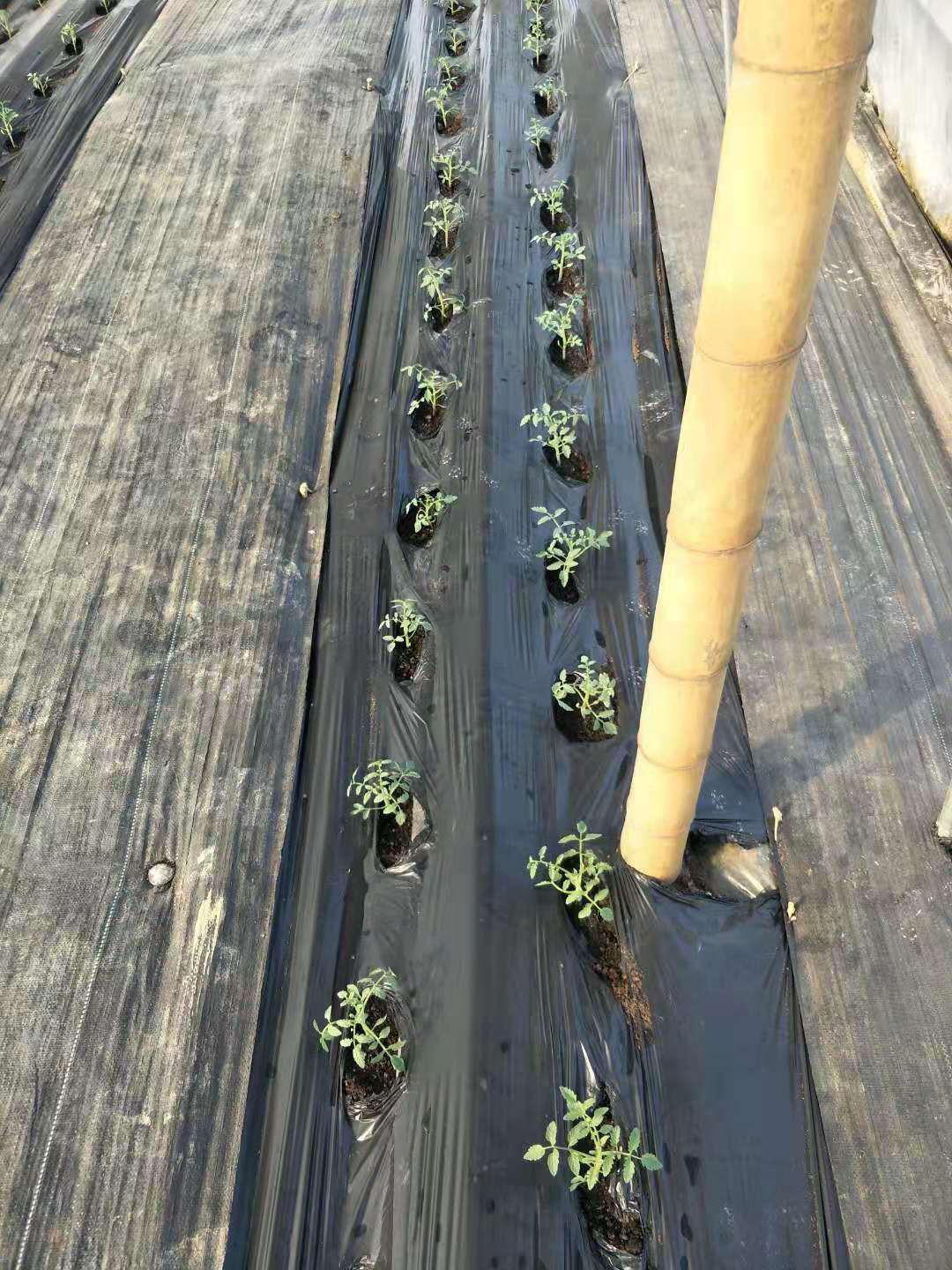 番茄枯萎病无公害防治,彻底消灭枯萎病特效药