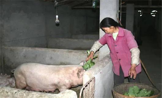 农村搞养殖能赚钱吗,农村养殖什么不愁销路且利润大