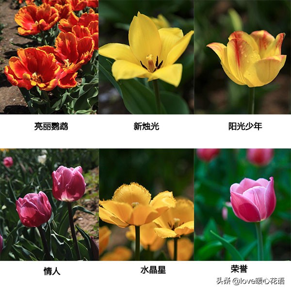 郁金香和玫瑰花搭配的花语,两朵粉色郁金香花语是什么