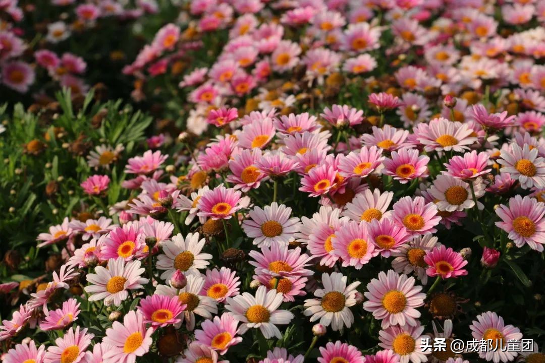 地铁3号线能到的美景地方,一号线地铁直达的风景