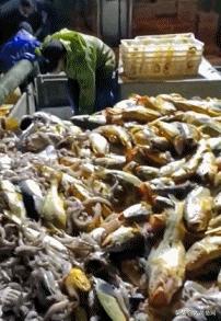 野生大黄鱼为什么这么贵,野生大黄鱼和野生小黄鱼哪个贵