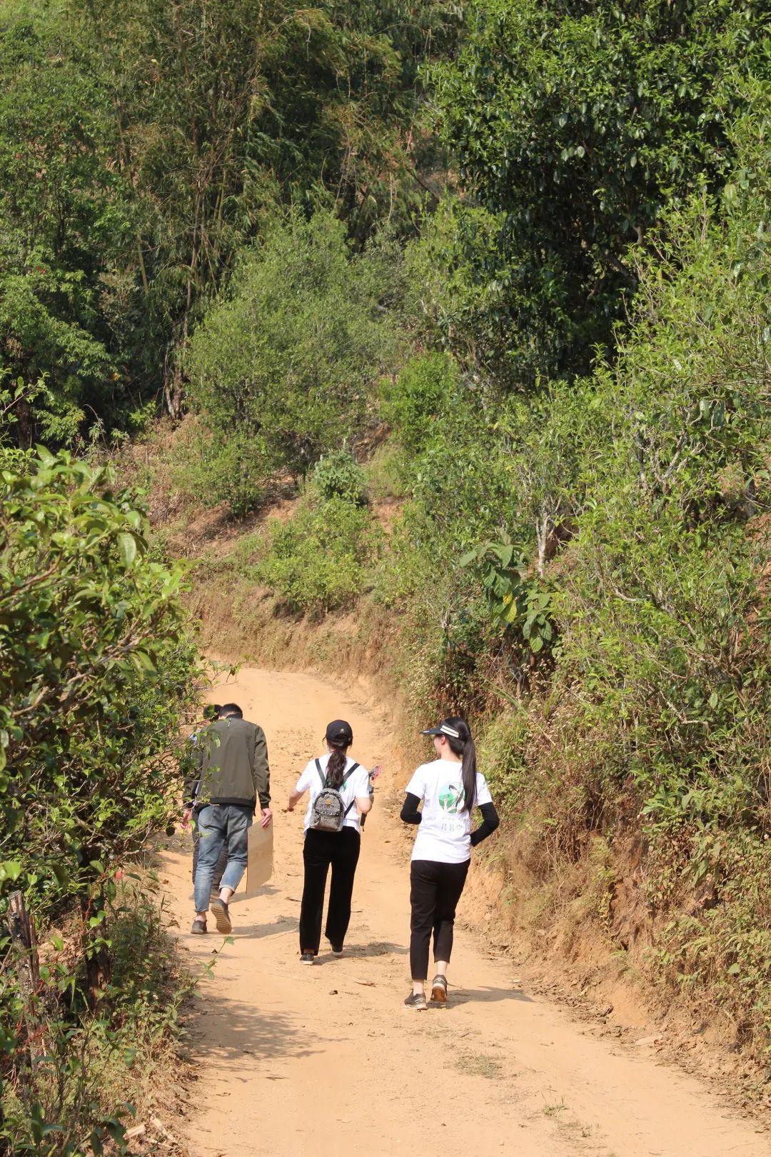 网购茶叶怎么选购最好的,盘点网购茶叶的4个省钱小技巧