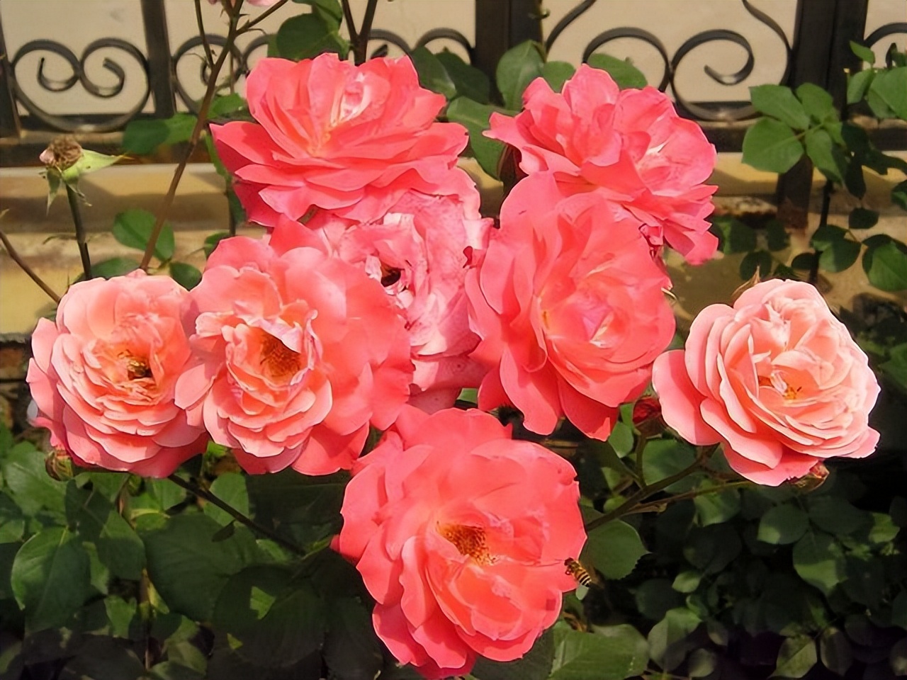 花卉养殖的技巧室内养什么花最好,什么大型花卉比较耐阴又好养