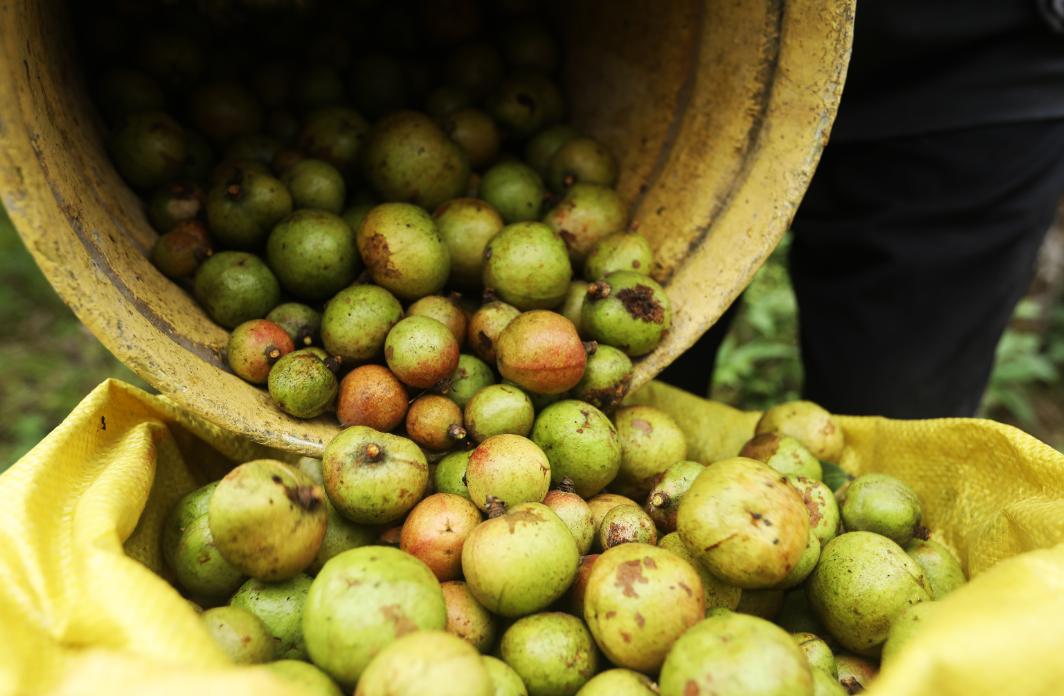 油茶种植一亩利润多少,种植油茶一亩多少利润