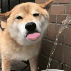 狗狗突然一直舔尿道是有炎症吗,狗狗舔尿液是缺少什么