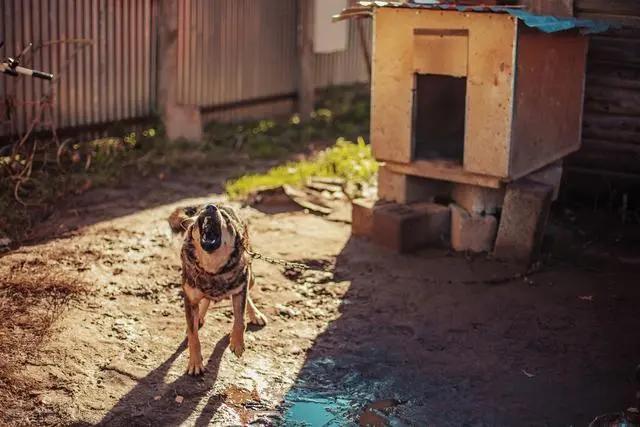 狗为什么无缘无故对门叫,半夜狗乱叫预示着什么