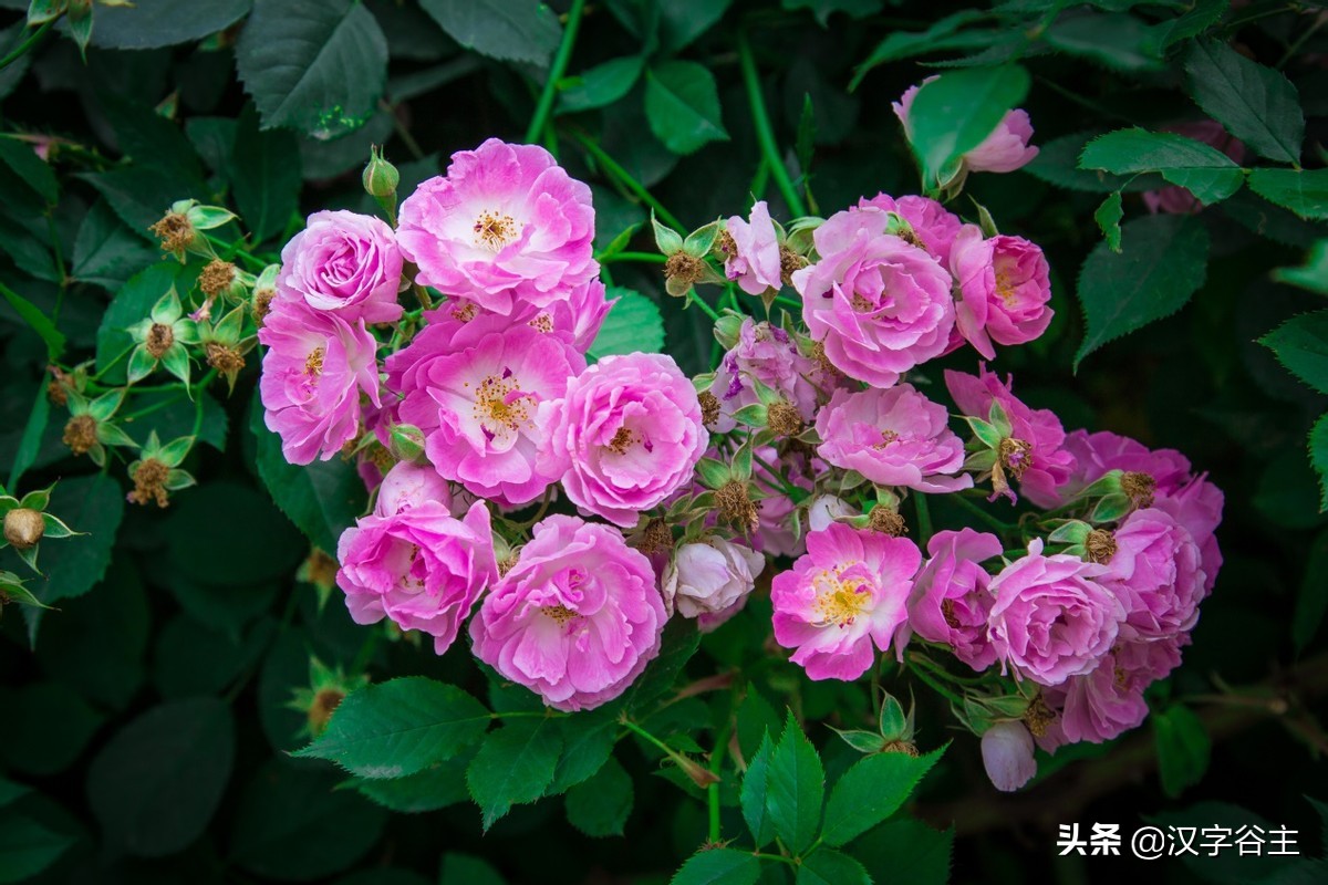 国家植物园游览掠影,走进国家植物园南北月季花海