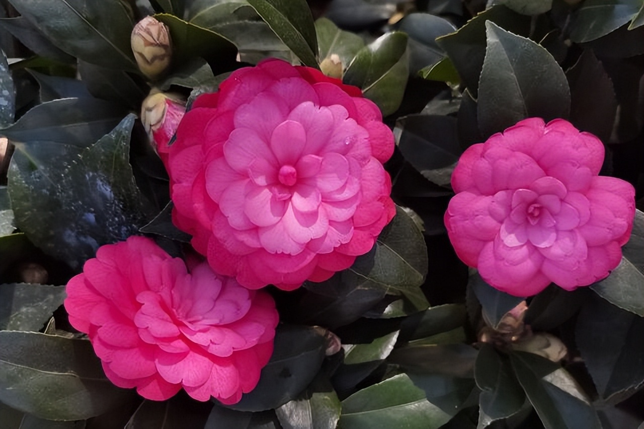 中国各地的市花一览表,中国城市的市花最多的是