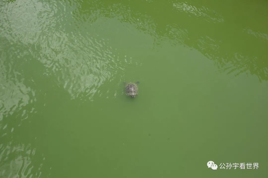 平湖东湖景区,东湖景区平湖八大景致