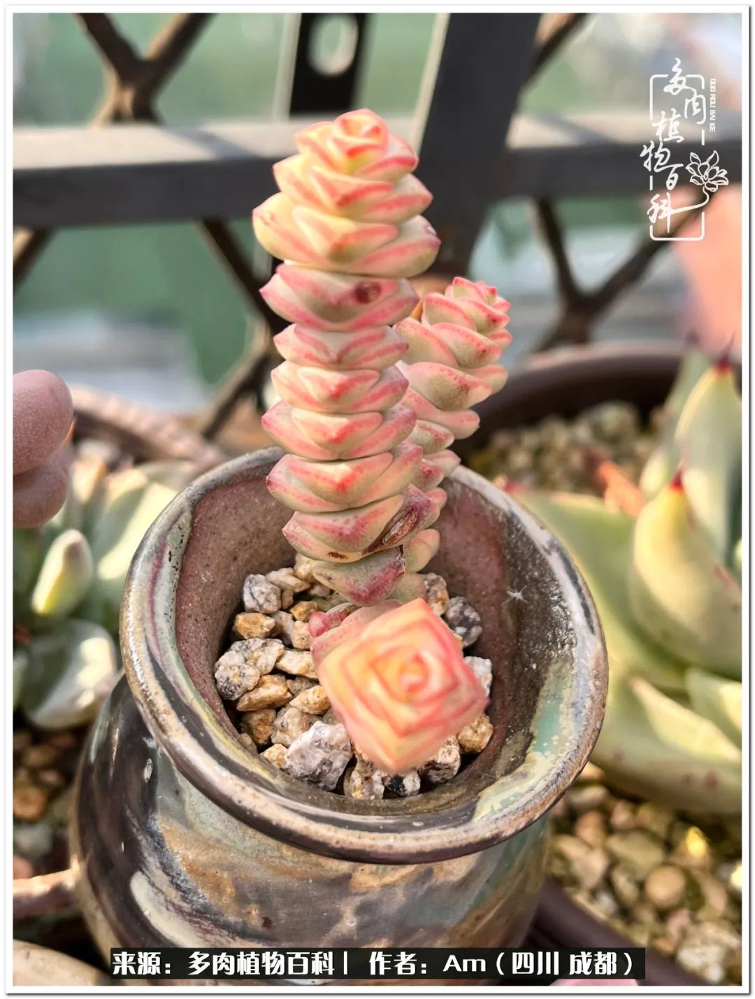 多肉小盆友生活多姿多彩,多肉小精灵福享不停
