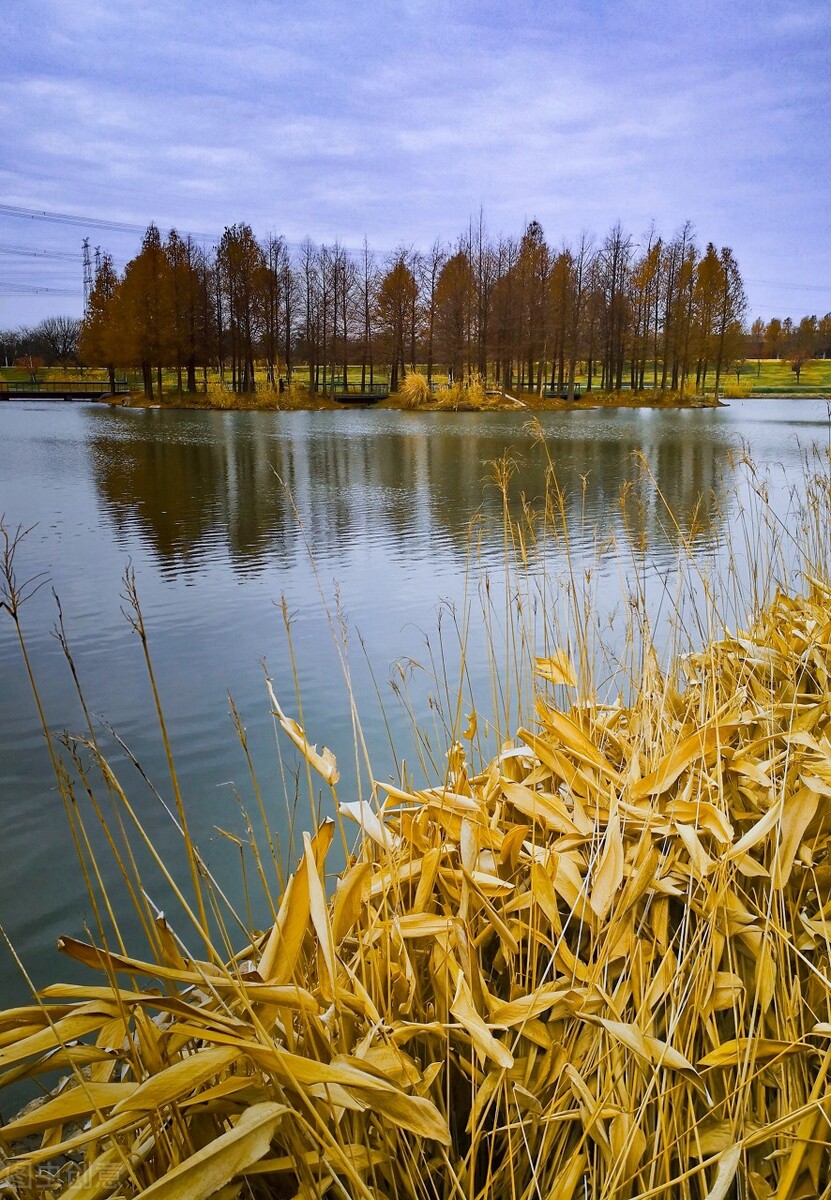离离原上草一岁一枯荣的翻译,离离原上草一岁一枯荣诗句的意思