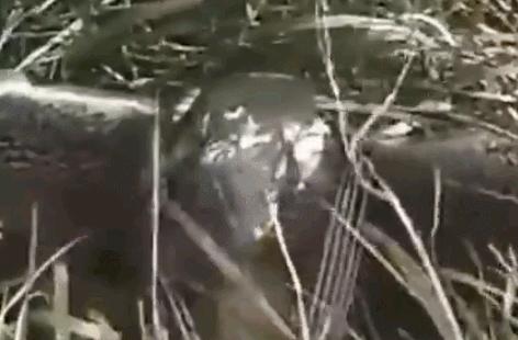 世界最奢侈的宠物狗,迪拜土豪的宠物鹰猎