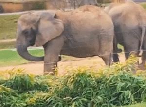 全世界唯一一只世界上最大的猫,世界上最小的体型最大的猫